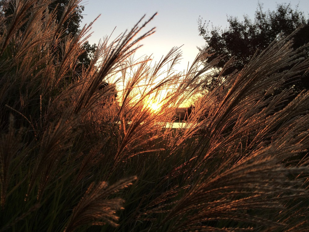 Gramíneas al atardecer