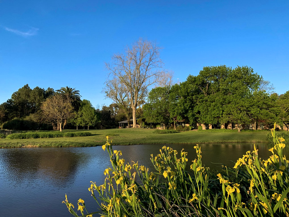Laguna con iris amarillos