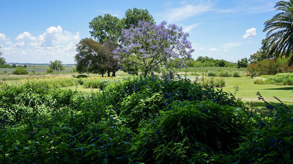 Jardín con jacarandá en flor